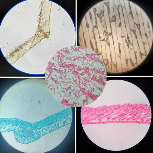 Prepared Plastic Microscope Slides with Specimens for Kids, 60PCS Animal/Plant/Insect/Blood Biology Slides