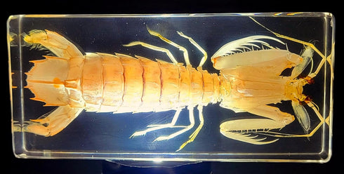 5.5" Real Mantis Shrimp in Crystal Clear Lucite Resin Specimen Preserved Oratosquilla Oratoria Sea Marine Animal