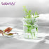6pcs 150ml Upgraded Thick Glass Beakers, Griffin Low Form Beaker Set with Double Scale, 3.3 Boro, LVA006
