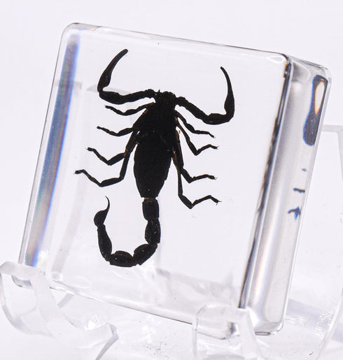 38mm Real Black Scorpion Preserved in Crystal Clear Lucite Resin Specimen for Biology Science Education & Crafts
