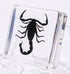38mm Real Black Scorpion Preserved in Crystal Clear Lucite Resin Specimen for Biology Science Education & Crafts
