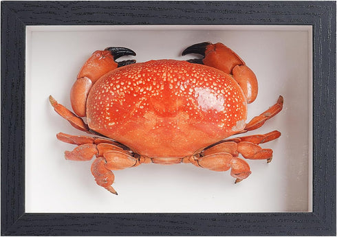 1st Heaven Framed Real Crab Taxidermy Preserved Crab Specimen for Wall Art,