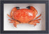 1st Heaven Framed Real Crab Taxidermy Preserved Crab Specimen for Wall Art,