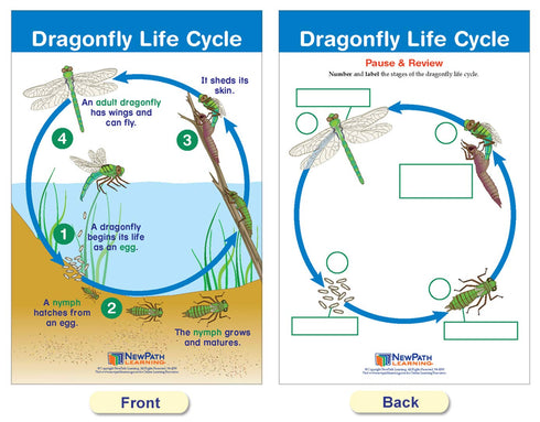 NewPath Learning Life Cycles Bulletin Board Charts, Set/8, Laminated, 12" x 18" (94-1504)