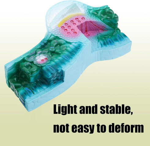 DLOULP Realistic PVC Plant Anatomy Model Detailed Biology Teaching Tool for Classroom & Science Lab Demonstrations