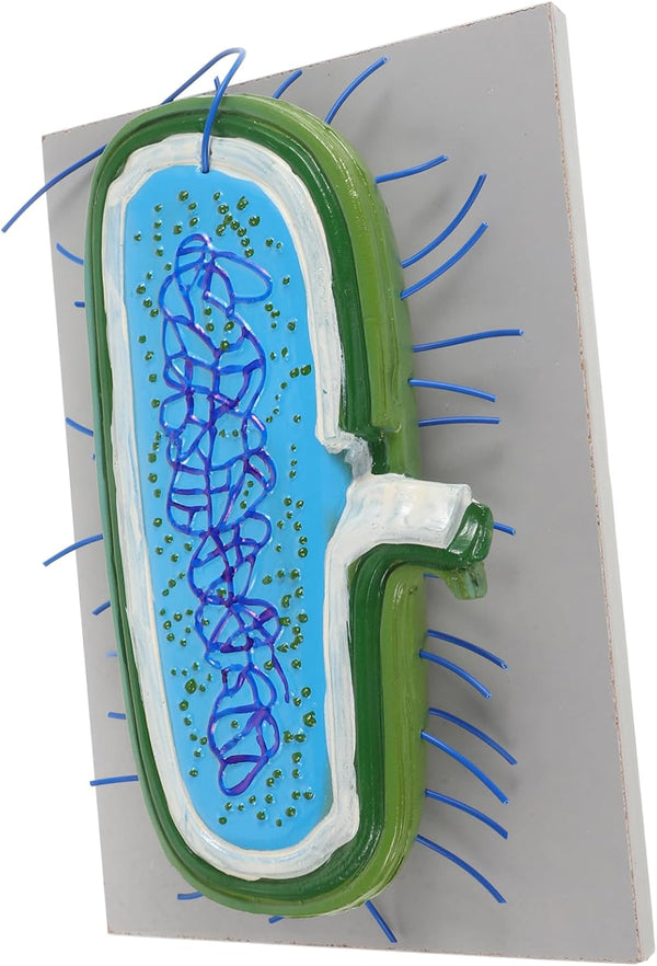Toddmomy Microbiology Teaching Model Detailed and Anatomy Display for Classroom and Lab