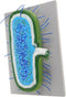 Toddmomy Microbiology Teaching Model Detailed and Anatomy Display for Classroom and Lab