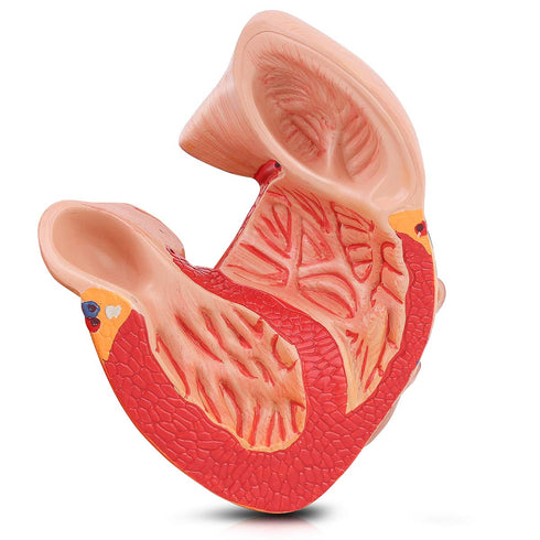 2-Part 48 LYOU Human Heart Model, Life Size Anatomically Accurate Numbered Heart Medical Model Shows Anatomical