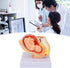 LJCM 9 Months Baby Fetus Model, Female Pelvis Model for Pregnancy, Clear Structure, High Simulation for Science