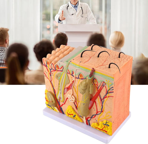 50X 3D Human Anatomical Skin Magnified Tissue Structure Model with Hair, PVC Material Enlarged for Biology Teaching
