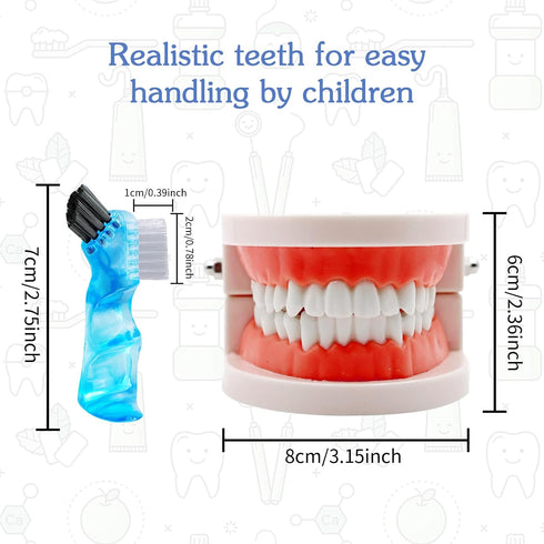 Dental Teeth Model with Denture Toothbrush, Standard Teeth Model Brushing Tooth, Denture Mouth Model Demonstration
