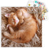 Cat Calendar 2025 with Sticker Pack - Kitten Square Large Wall Calendar 12 x 12 inch, Yearly Cat Lover's Calendar