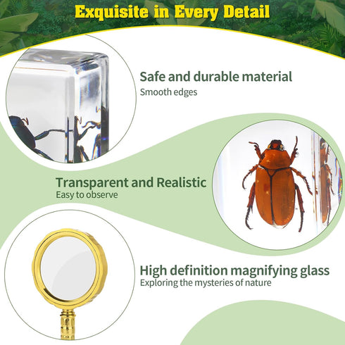 15 Real Insect Specimens of Butterflies and Beetles, Resin Preserved for Science Education, Biology Oddities