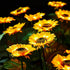 Generic Solar Sunflower Stake Lights - Waterproof Outdoor Garden Decor with Realistic Petal Design, Auto On/Off