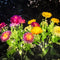 Solar Flowers Lights, 2 Pack Solar-Powered Outdoor Light with 14 Blooming Flowers,
