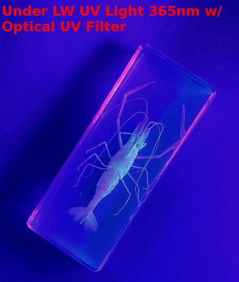 4.3" Large Real Shrimp Oriental Freshwater River Prawn in Crystal Clear Lucite Resin Specimen Preserved Macrobrachium