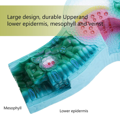DLOULP Realistic PVC Plant Anatomy Model Detailed Biology Teaching Tool for Classroom & Science Lab Demonstrations
