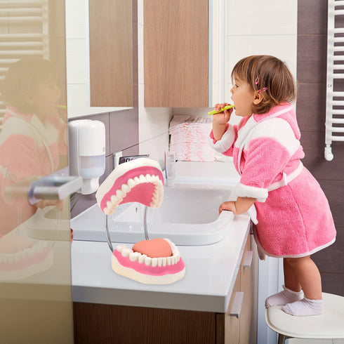 6 RONTEN Dental Teeth Care Model-Mouth Model for Speech Therapy, Enlarged Times Standard Size, for Both Dental