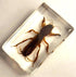 44mm Real Mole Cricket in Crystal Clear Lucite Resin, Preserved Specimen for Biology Science Education