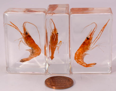 44mm Real Shrimp in Crystal Clear Lucite Resin Specimen Preserved Oriental Freshwater River Prawn Macrobrachium