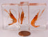 44mm Real Shrimp in Crystal Clear Lucite Resin Specimen Preserved Oriental Freshwater River Prawn Macrobrachium