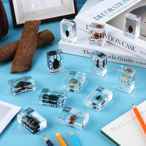 12 Macarrie Pcs Insect Specimens for Kids Bug Collection Kit Real Specimens of Various Butterflies Beetles Classroom