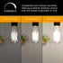 Ascher Dimmable Vintage LED Edison Bulbs, 4 Pack, 6W, Equivalent 60W, Bright Daylight White 4000K, E26 Base