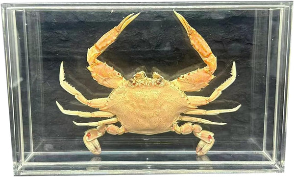 GFAZXDS A,15cm, Real Crab Insect Specimens Animal Taxidermy Collection for Science Education &