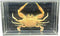 GFAZXDS A,15cm, Real Crab Insect Specimens Animal Taxidermy Collection for Science Education &