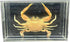 GFAZXDS A,15cm, Real Crab Insect Specimens Animal Taxidermy Collection for Science Education &