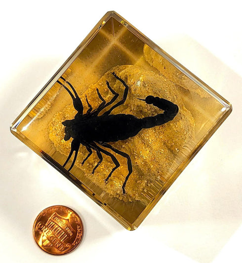 2" Real Black Scorpion in Crystal Clear Lucite Resin Diorama Paperweight for Biology Education & Display