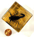 2" Real Black Scorpion in Crystal Clear Lucite Resin Diorama Paperweight for Biology Education & Display