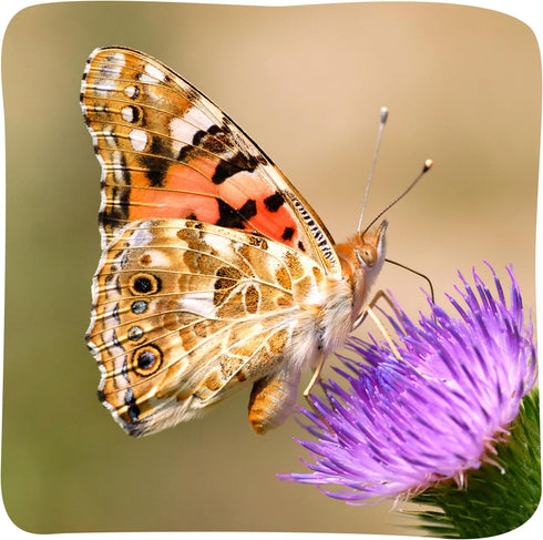 2 10 Insect Lore Cups of Caterpillars Basic - Live Baby Painted Lady Caterpillars - Refill for Habitat Kit