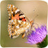 2 10 Insect Lore Cups of Caterpillars Basic - Live Baby Painted Lady Caterpillars - Refill for Habitat Kit