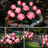 SMATOLS Outdoor Solar Garden Stake Lights, Outdoor Decorative Rose Flowers Lights Waterproof Solar Powered for Patio