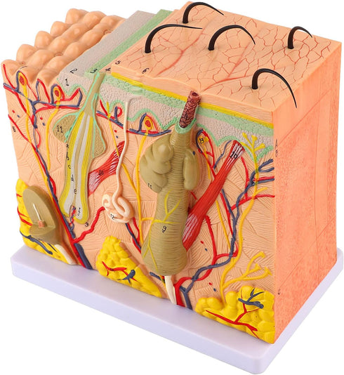 50X 3D Human Anatomical Skin Magnified Tissue Structure Model with Hair, PVC Material Enlarged for Biology Teaching
