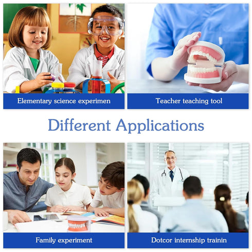 Dental Teeth Model with Denture Toothbrush, Standard Teeth Model Brushing Tooth, Denture Mouth Model Demonstration