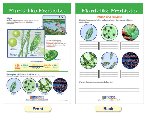 NewPath Learning Protists Bulletin Board Charts, Set of 8, Laminated, Double-Sided, Full-Color, 12" x 18" (94-7017)
