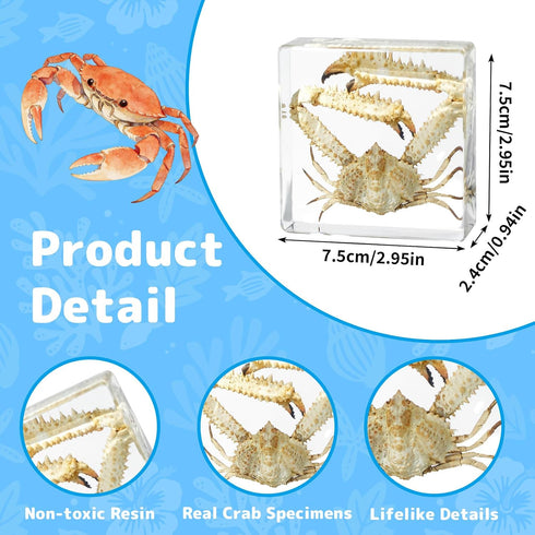 Taxidermy Crab, Professional Crab Taxidermy in Clear Resin - Marine Biology Specimen for Educational Displays