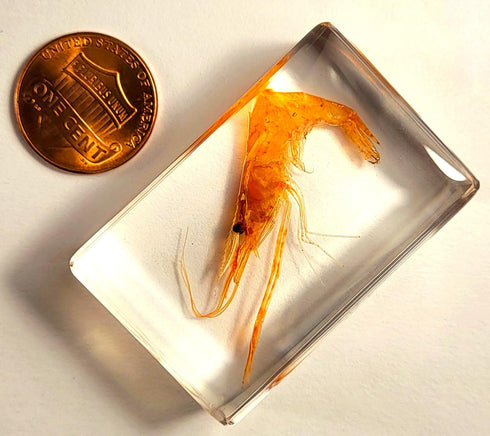 44mm Real Shrimp in Crystal Clear Lucite Resin Specimen Preserved Oriental Freshwater River Prawn Macrobrachium