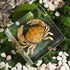 (3 3 1 inch) Taxidermy Crab, Real Crab Specimens Animal Specimen in Resin for Science Classroom Science Education