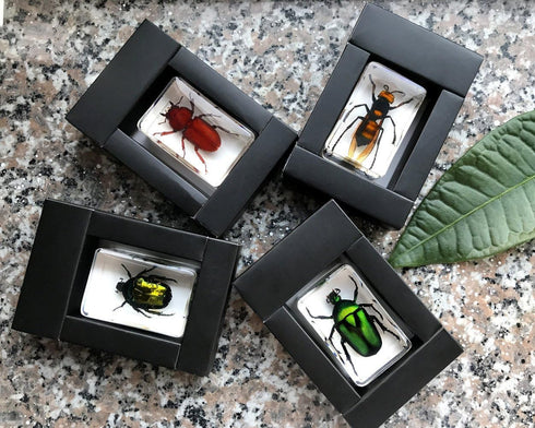 QTMY Insect in Resin Specimen Collection - Paperweight for Office Desk, Green Cockchafer Beetle