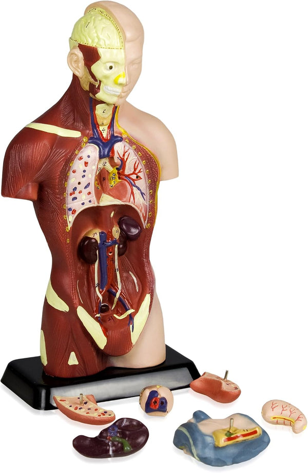 VAT105 Sexless Human Torso | 7 Removable Parts | Displays Respiratory, Circulatory,