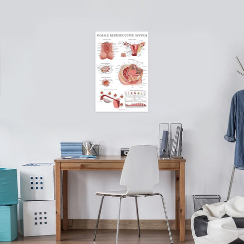 3 Pack 18" 24") Palace Learning - Female Reproductive System Anatomical Poster + Male Reproductive System + Pregnancy