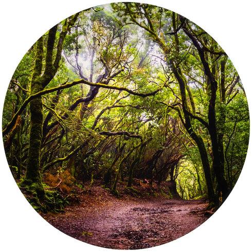 tickit Forest Discovery Play Mat - Semi-Translucent, Woodland Landscape - For All