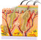 50X Human Anatomical Skin Magnified Tissue Structure Model with Hair, 3D PVC