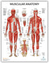 3 PACK Muscular, Skeletal, and Digestive System Human Anatomy Poster Set, LAMINATED, 17.3 x 22.5 Inches