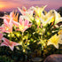 GIGALUMI Solar Garden Lights, 2 Pack LED Lily Garden Decor Carefree Solar