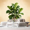 Agglomerix Custom Size Wall Murals Botanical Green Fiddle Leaf Fig Tree Minimalist Natural