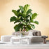 Agglomerix Custom Size Wall Murals Botanical Green Fiddle Leaf Fig Tree Minimalist Natural